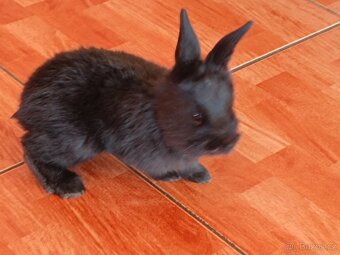 Nabízím králíčky - 6