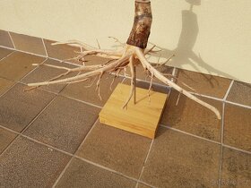 Dřevěná socha - páteř stromu - 6