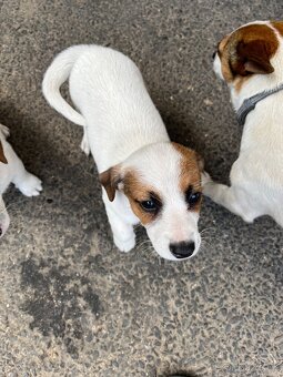 Jack russell teriér - 6