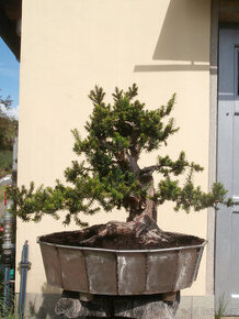 Bonsaj - Tis červený, Taxus baccata - 6