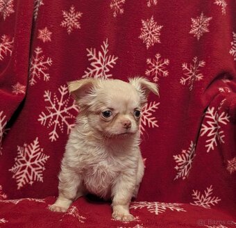 Čivava dlouhosrstá s PP- pejsci - 6