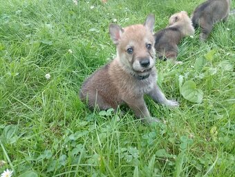 Československý vlčák – štěňata na prodej 🐺 - 6