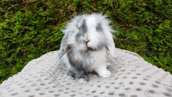 Zakrslý beránek, králíček, králík - MARIUS - 6