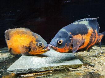 Vrubozubec paví - 6