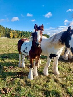 Hřebeček Irish cob / Irský cob - STRACHOVICE Lord Dylan - 6