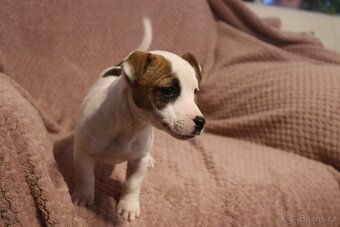 Jack Russell teriér - 6