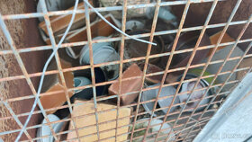 Chovatelské klece - 6