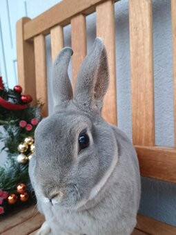 Zakrslý rex divoce modrý samička - 6