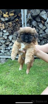 Trpaslíči Pekinézer - 6