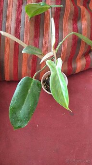 Philodendron Florida beauty - 6