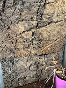 CHAMELEONI JEMENSKÝ HOLKA/KLUK + TERÁRIUM - 6