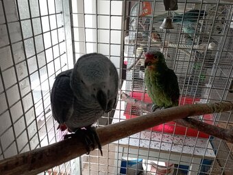 Žako Kongo ručně dokrmení již k odběru Brno - 6