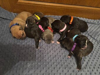 Americký stafordsirsky terier, Stafford, amstaf - 6