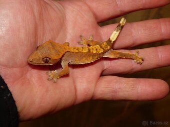 Pagekon řasnatý (Coreolophus ciliatus) - 6