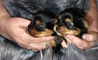 Yorkshire Terrier Biewer,Biro a Black and tan - 6