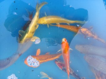 KOI KAPR. - 6