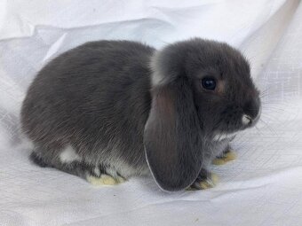 Zakrslí beránci,teddy a bílopesíkatí králíčci s rodokmenem - 6