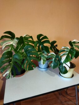 Monstera deliciosa variegata - 6
