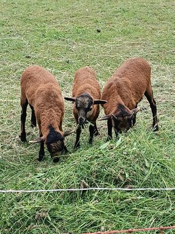 Kamerunské ovce - 6