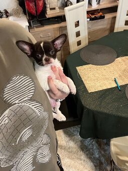 Čokoládovobílý pejsek čivava s PP FCI , ihned k odběru - 6