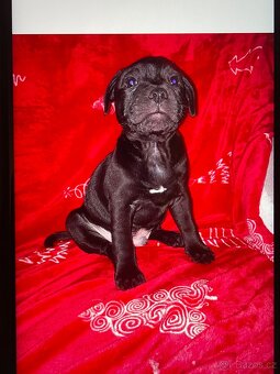 Stafordšírský bulteriér - 6