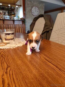 Štěňátka Jack Russell teriér - 6