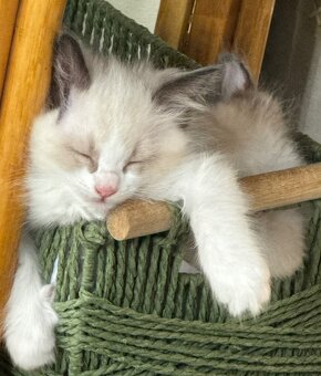 Prodám koťátka Ragdoll - 6