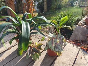 Pokojové rostliny + zdarma Aloe Vera - 6