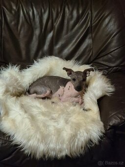 Americký bezsrstý teriér s PP. - 6