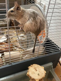 Velká vybavená klec pro osmáky degu - 6