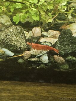 Krevetky cervene - 6