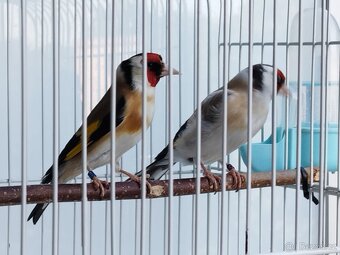 Carduelis Major - 6