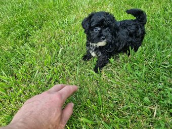 Maltipoo jen fenky - 6