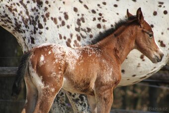 Appaloosa filly Arlina - 6