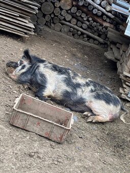Kune Kune - 6