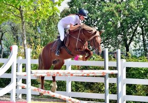 Připouštění Welsh cob - D - 6