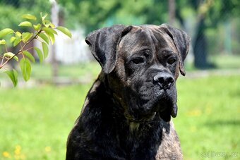 Cane Corso štěňata s FCI PP - 6