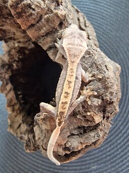 Pagekon řasnatý Correlophus ciliatus - 6