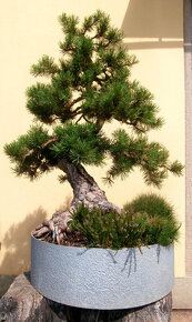 Bonsaj - Borovice, Pinus sylvestris - 6