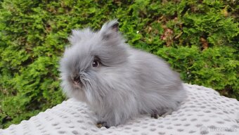 Zakrslý králík, králíček -(TEDDY)-OLIVIE - 6