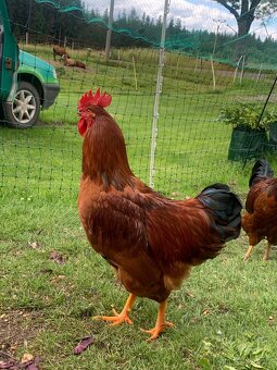 Kohout 🐓 - 6