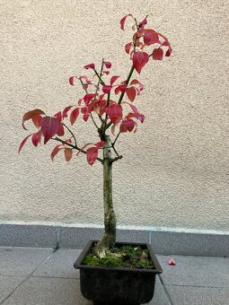 Bonsai, Bonsaj, jamadori, brslen evropský - 6