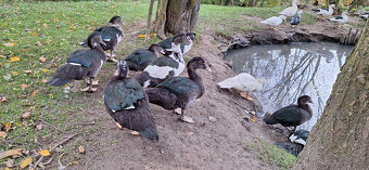 Kachna pižmová - 6