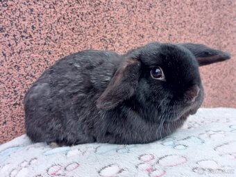 Volný Sameček - Anglický Zakrslý Beránek MiniLop🍑 - 6