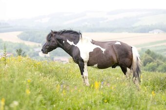 Huculský hřebec, Hucul, malý kůň, pony, hnědý, plavý - 6