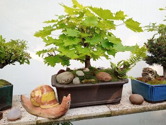 Javor mléč bonsai - 6
