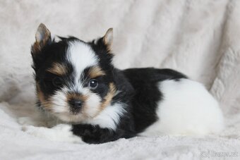 Biewer terrier s PP FCI - 6