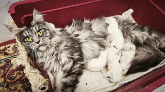 Maine coon kočičky kočky - úhrada aj na časti - 6