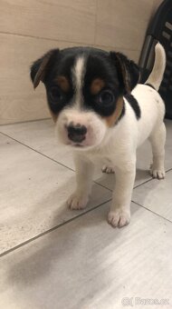 Jack Russell Teriér - 6