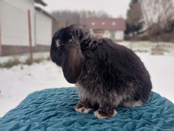 Volný Sameček - Anglický Zakrslý Beránek MiniLop🍑🧡🤍 - 6